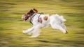 Abstract running dog motion blur Royalty Free Stock Photo