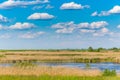 Abstract rural scenery in spring, with infinite horizon, bright colors, along natural lake with reed plants Royalty Free Stock Photo