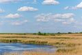 Abstract rural scenery in spring, with infinite horizon, bright colors, along natural lake with reed plants Royalty Free Stock Photo