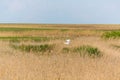 Abstract rural scenery in spring, with infinite horizon, bright colors, along natural lake with reed plants Royalty Free Stock Photo