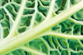 Abstract savoy cabbage leaf