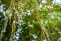 Abstract scene of beautiful defocused natural green leaves, flower branches and white light bokeh background Royalty Free Stock Photo