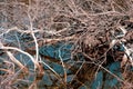 Abstract scene with dry branches on a lake