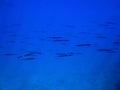 Abstract School Needlefish in Blue Underwater Image Royalty Free Stock Photo