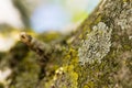 Abstract scratched aged tree bark background