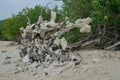 Abstract Sculpture Made of Driftwood and Coral on Beach