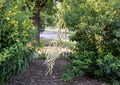 Abstract sculpture with many small yellow pipes tangles and suspended, appearing to defy gravity in Dallas