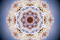 Abstract sea shell mandala photo