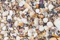 Sea shells background. Sea shell texture.