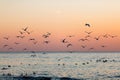 Flock of seagulls silhouette Royalty Free Stock Photo