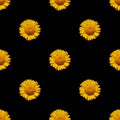 Abstract seamless black background with natural blooming yellow