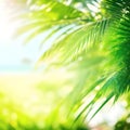 Abstract seascape with palm tree, tropical beach background. blur bokeh light of calm sea and sky. summer vacation background Royalty Free Stock Photo