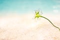 Abstract seaside flowers on sand sea beach summer day