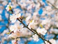 Abstract seasonal spring floral background. Blooming tree branch Royalty Free Stock Photo