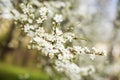 Abstract seasonal spring floral background. Blooming tree branches with apricot white flowers. Royalty Free Stock Photo