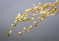 Abstract seasonal spring floral background. Blooming tree branches with yellow flowers on gray background. Royalty Free Stock Photo