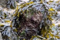 Abstract seaweed strewn riverside rock