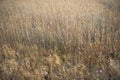 Abstract reeds texture, nature background, design pattern, autumn scene