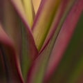 Abstract selective focus image of stem of a plant