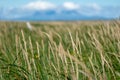 Abstract selective focus photo of grasses and reeds. Blue sky