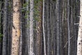 Abstract, selective focus view of pine trees in the Bighorn National Forest in Wyoming. Useful for backgrounds