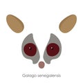 Abstract senegal bushbaby, Galago senegalensis, head of an animal. Flat style