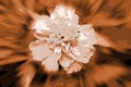 ABSTRACT SEPIA RENDITION OF MARIGOLD FLOWER