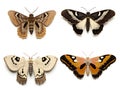 Abstract of set of 4 moths on white background. Use it to make postcards, posters. Generative AI.
