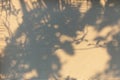 Abstract shadow background of natural leaves tree branch falling on window curtain texture.