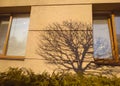 Abstract shadow background of natural tree falling on window and wall. Royalty Free Stock Photo