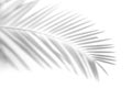 Abstract Shadow. blurred shadows palm leaves background. gray leaves that reflect concrete walls on a white wall surface for Royalty Free Stock Photo