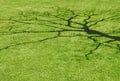 Abstract shadow form of tree branches silhouetted on lawn grass