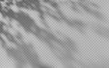 Abstract shadow overlay from foliage on a transparent background.