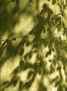 Abstract shadows of leaves on green tree bark producing delicate patterns in summer sunlight