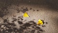 Abstract shadows from tree branches on asphalt sidewalk with two yellow fall leaves Royalty Free Stock Photo