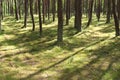 Abstract shadows in the young forest