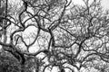 Abstract shape of branches and twigs of wild tree on white sky