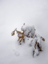 Abstract Shape of Oak Branch Leaves Covered with Snow Royalty Free Stock Photo