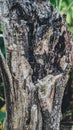 abstract shaped pattern of dead tree trunk