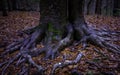 Massive roots of elm tree trunks in the forest, close up photo in rainy winter Royalty Free Stock Photo