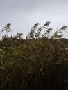 Brown Common Reed plants with flowers in the autumn rain Royalty Free Stock Photo