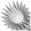 Abstract sharp lines. Geometric art form. Black linear spikes. Vector illustration.