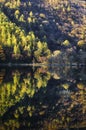 Vertical shot of trees reflecting on a calm Lake Royalty Free Stock Photo