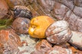 Abstract shot of coconut shells and palm trees Royalty Free Stock Photo