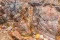 Abstract shot of coconut shells and palm trees Royalty Free Stock Photo