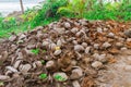 Abstract shot of coconut shells and palm trees Royalty Free Stock Photo