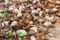 Abstract shot of coconut shells and palm trees Royalty Free Stock Photo