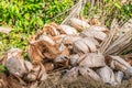 Abstract shot of coconut shells and palm trees Royalty Free Stock Photo