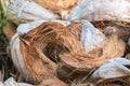 Abstract shot of coconut shells and palm trees Royalty Free Stock Photo