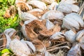 Abstract shot of coconut shells and palm trees Royalty Free Stock Photo